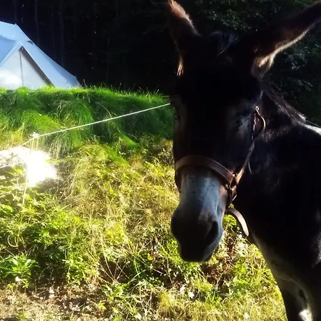 Lyxtält Tente Tipi En Pleine Foret