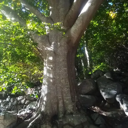 Tente Tipi En Pleine Foret