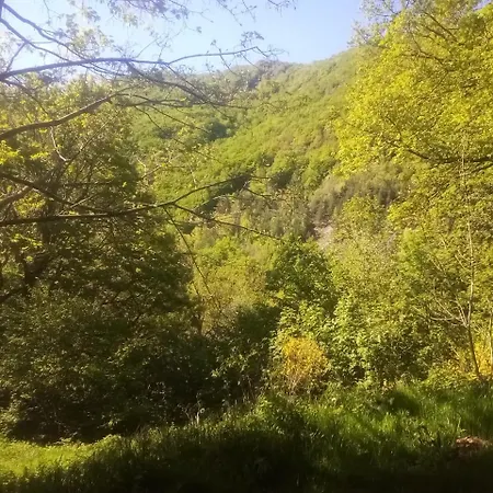 Tente Tipi En Pleine Foret